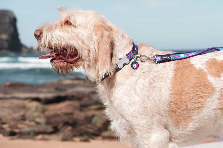 Irish Terrier arborant une médaille Red Dingo 0X-UC-AQ en taille large.